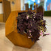 Jardinière Hexago - Atelier Cortena